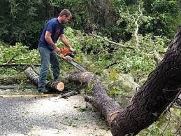 Best Hazardous Tree Removal  in Ladera, CA