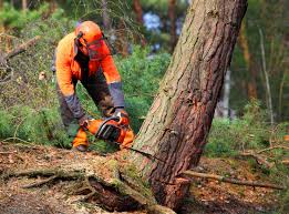 Best Tree and Shrub Care  in Ladera, CA