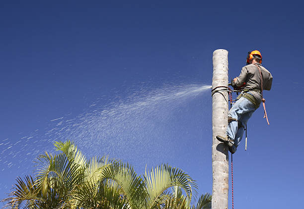 Professional Tree Removal Services in Ladera, CA