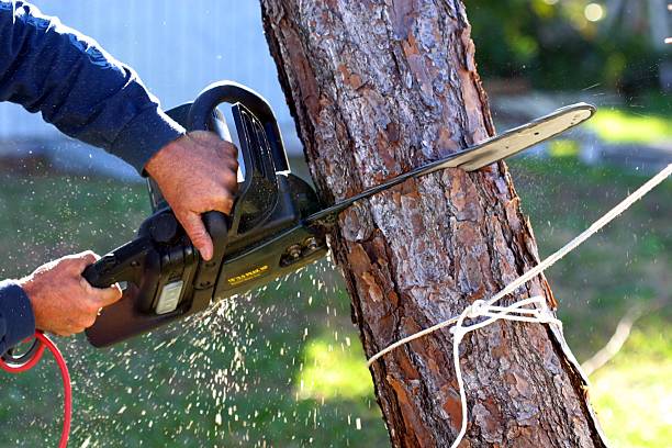 Best Tree Cabling and Bracing  in Ladera, CA