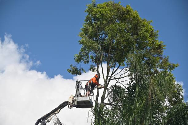 Best Commercial Tree Services  in Ladera, CA