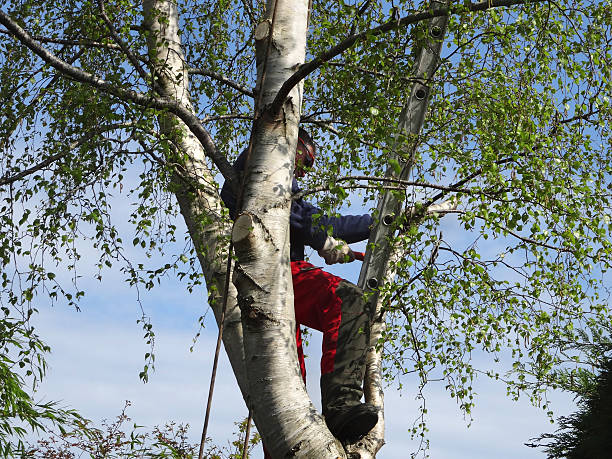 Best Tree Maintenance Programs  in Ladera, CA