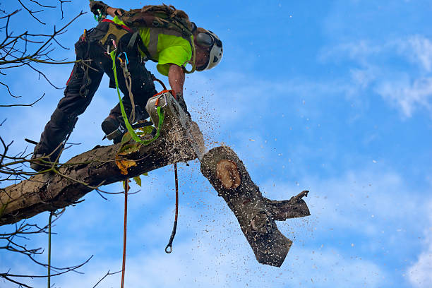 How Our Tree Care Process Works  in  Ladera, CA